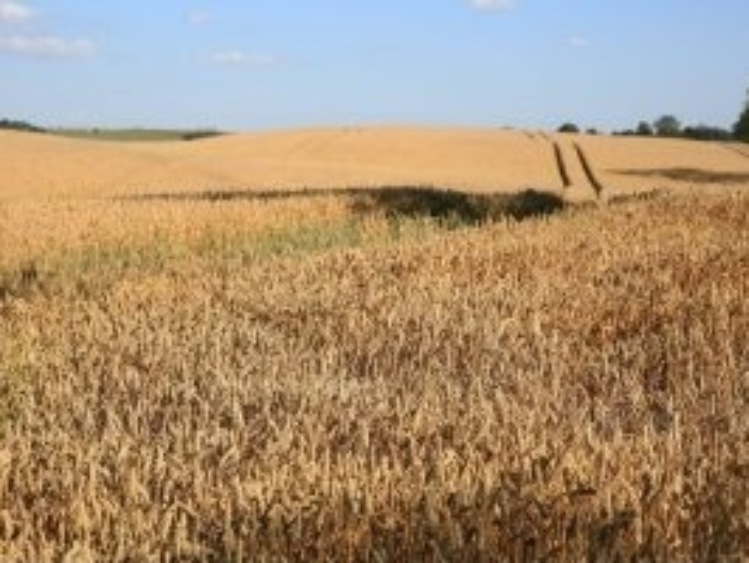 Wchodzi w życie ustawa dotycząca wspólnot gruntowych